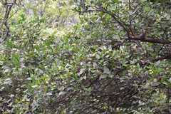 Atalantia monophylla